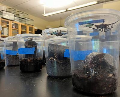 A row of plastic containers containing spiders.